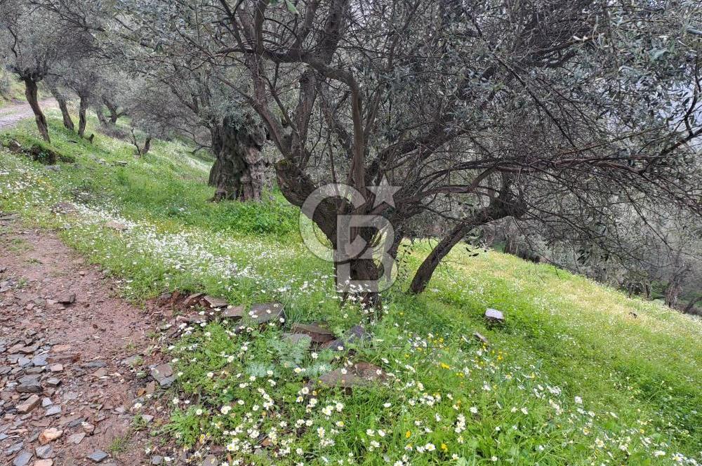 Bayındır / Kızıloba Satılık Köy İçi İmarlı Uygun Zeytinlik