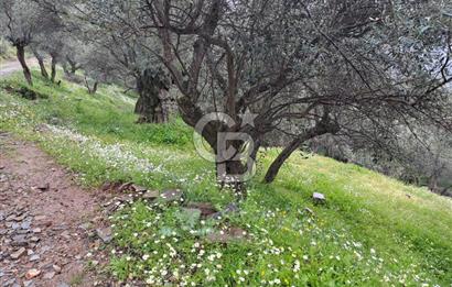 Bayındır / Kızıloba Satılık Köy İçi İmarlı Uygun Zeytinlik