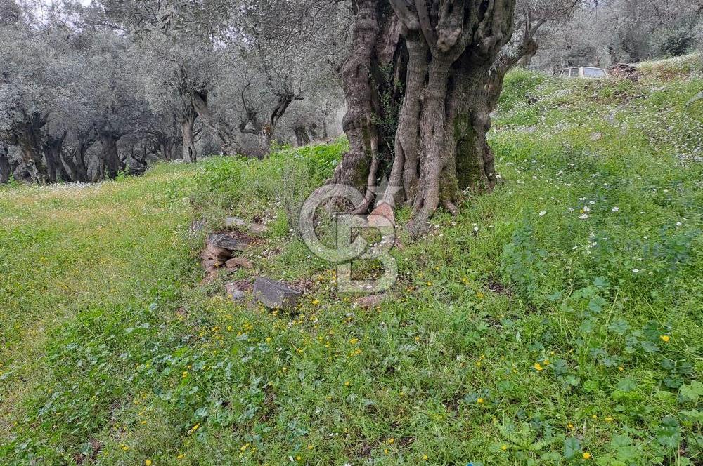 Bayındır / Kızıloba Satılık Köy İçi İmarlı Uygun Zeytinlik