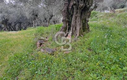 Bayındır / Kızıloba Satılık Köy İçi İmarlı Uygun Zeytinlik