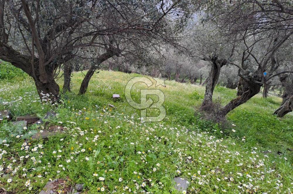 Bayındır / Kızıloba Satılık Köy İçi İmarlı Uygun Zeytinlik