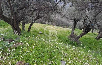 Bayındır / Kızıloba Satılık Köy İçi İmarlı Uygun Zeytinlik