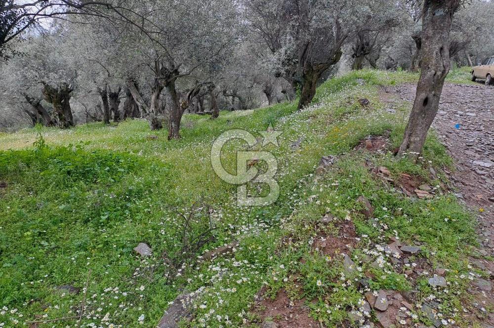 Bayındır / Kızıloba Satılık Köy İçi İmarlı Uygun Zeytinlik