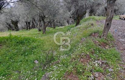 Bayındır / Kızıloba Satılık Köy İçi İmarlı Uygun Zeytinlik