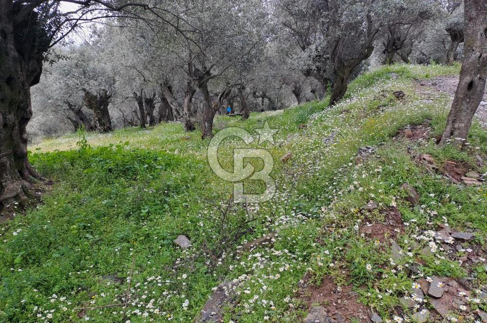 Bayındır / Kızıloba Satılık Köy İçi İmarlı Uygun Zeytinlik