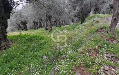 Bayındır / Kızıloba Satılık Köy İçi İmarlı Uygun Zeytinlik