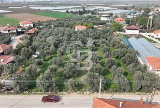 İzmir menderes çileme köyünde satılık arsa - 1 - 316776