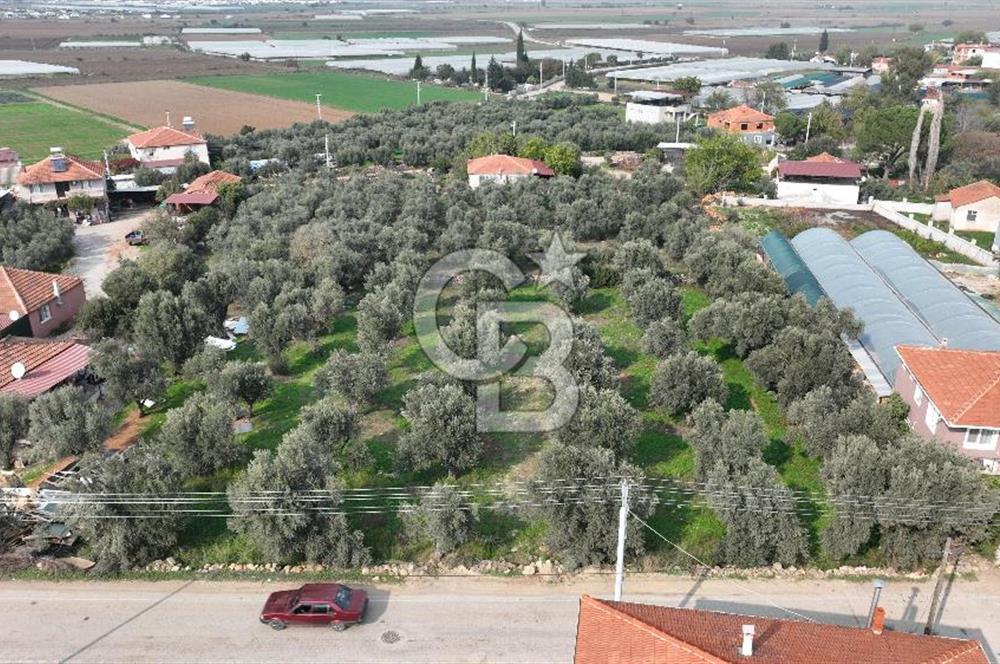 İzmir menderes çileme köyünde satılık arsa