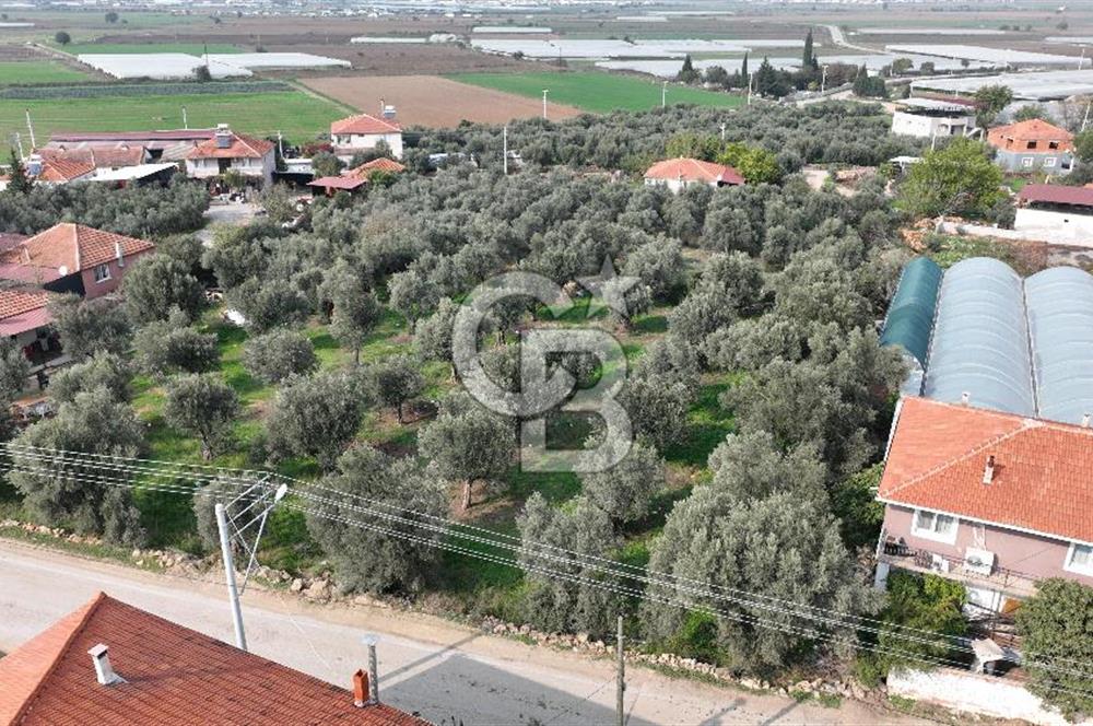 İzmir menderes çileme köyünde satılık arsa