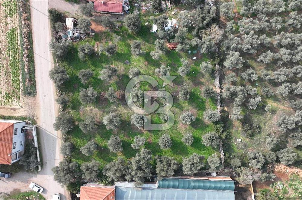 İzmir menderes çileme köyünde satılık arsa