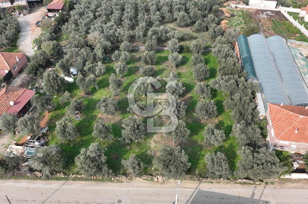 İzmir menderes çileme köyünde satılık arsa