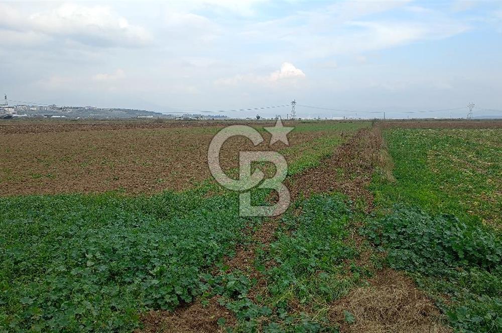 İzmir menderes çileme köyünde satılık tarla