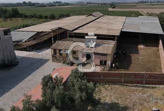Kiralık !!! Torbalı Merkezde Ruhsatlı,Besi ve Süt Çiftliği - 1 - 316762