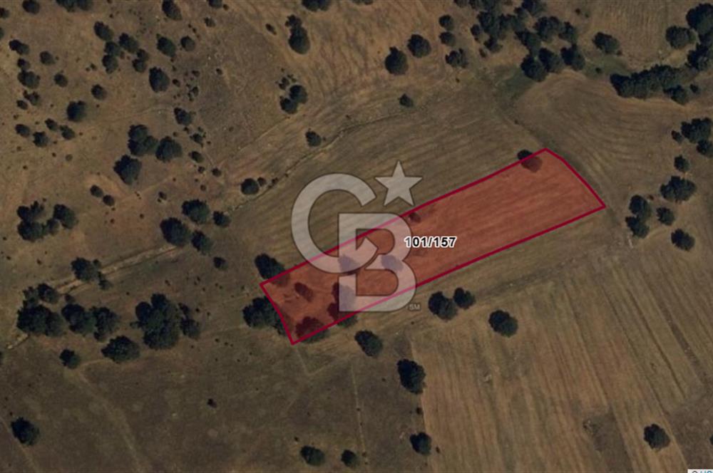 Afyon İhsaniye Kadımürsel | 6 Dönüme Yakın Verimli SATILIK Tarla