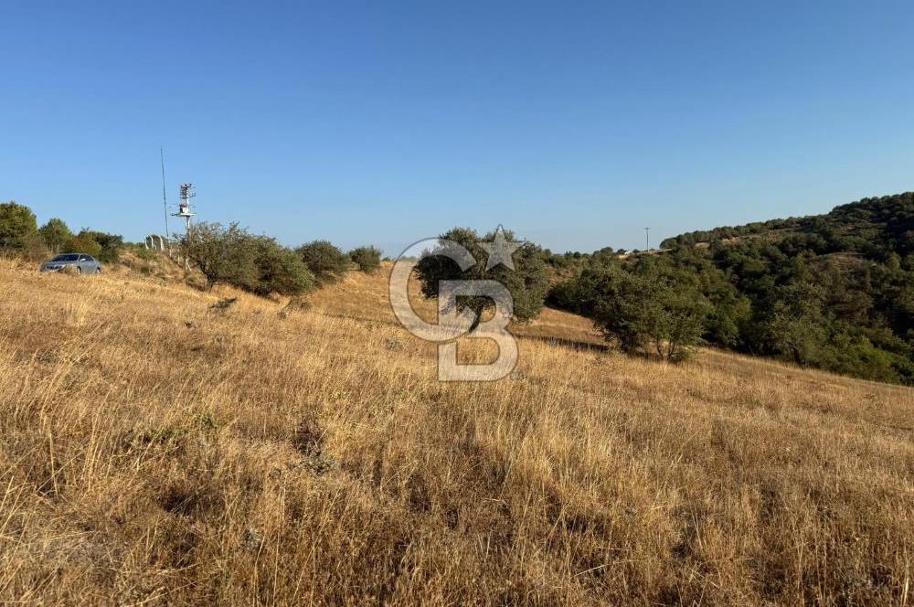 Balıkesir KEPSUT Recep’te yola cepheli 16 dönüm satılık tarla