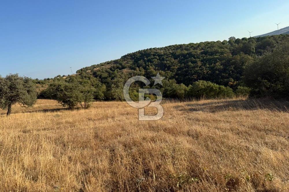 Balıkesir KEPSUT Recep’te yola cepheli 16 dönüm satılık tarla