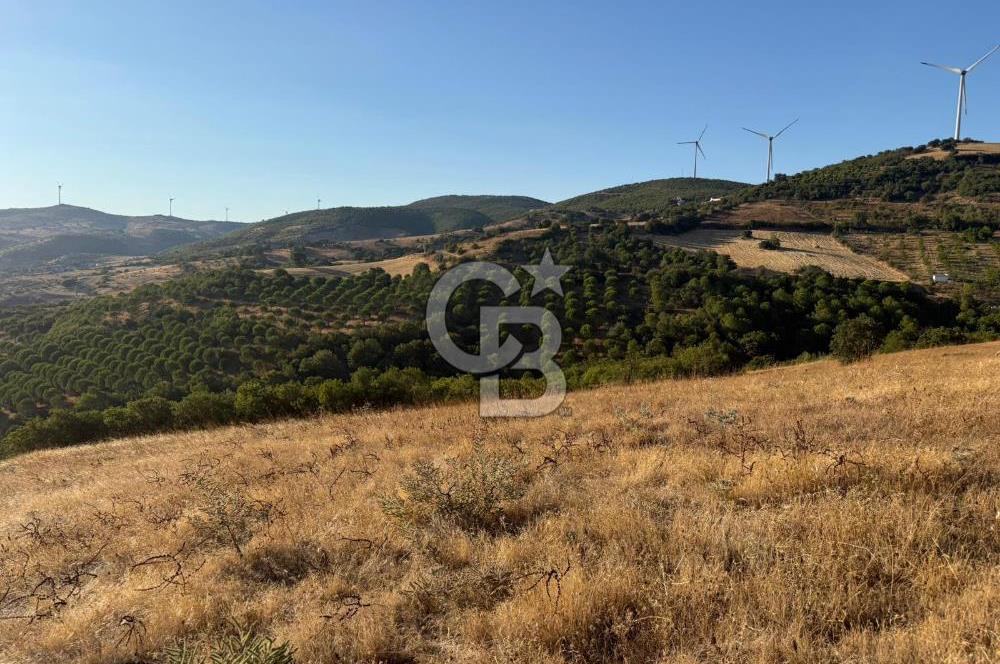 Balıkesir KEPSUT Recep’te yola cepheli 16 dönüm satılık tarla