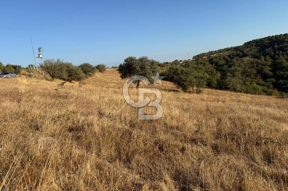 Balıkesir KEPSUT Recep’te yola cepheli 16 dönüm satılık tarla