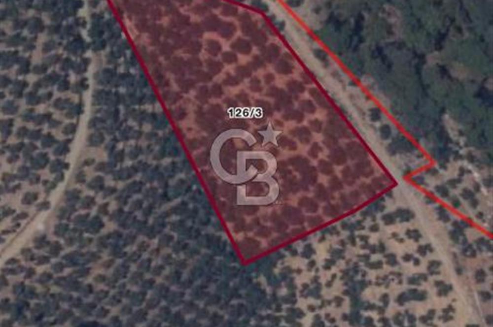 ALTINOLUK ARITAŞI MEVKİİ SATILIK ZEYTİNLİK