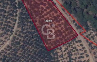 ALTINOLUK ARITAŞI MEVKİİ SATILIK ZEYTİNLİK