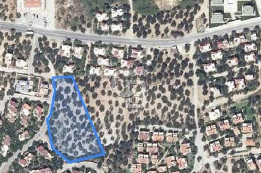 ALTINOLUK ARITAŞI MEVKİİ SATILIK ZEYTİNLİK