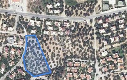 ALTINOLUK ARITAŞI MEVKİİ SATILIK ZEYTİNLİK