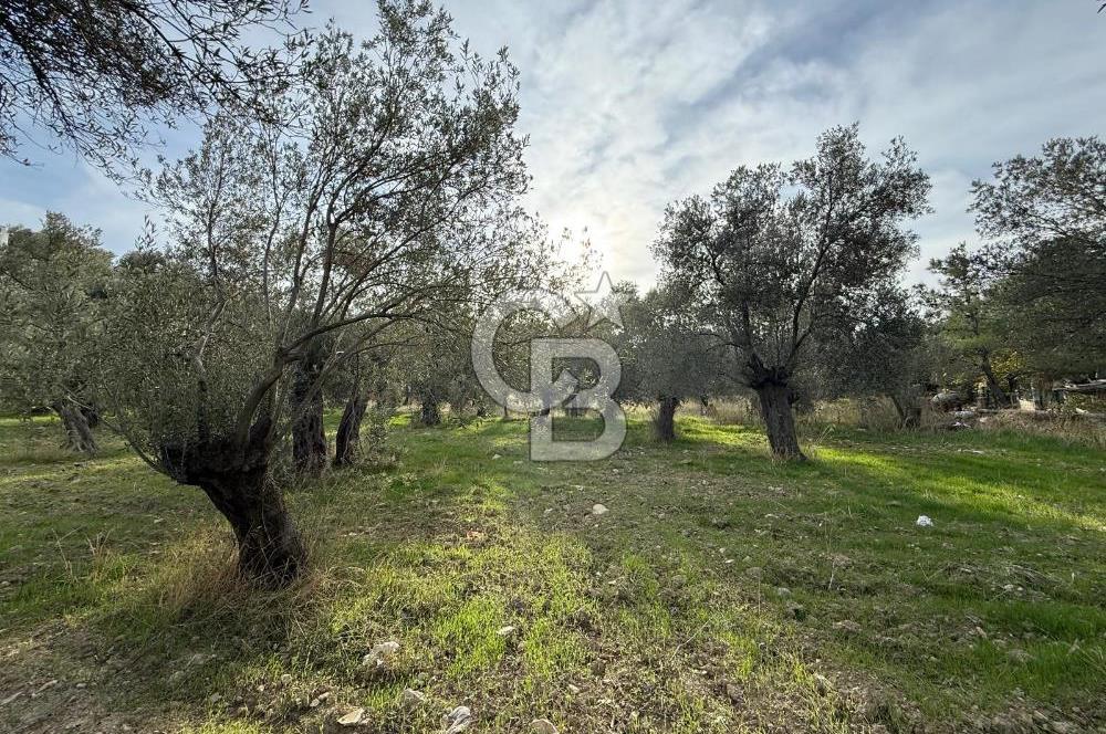 ALTINOLUK ARITAŞI MEVKİİ SATILIK ZEYTİNLİK