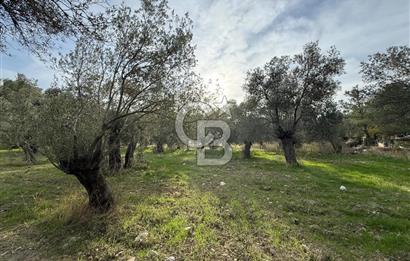 ALTINOLUK ARITAŞI MEVKİİ SATILIK ZEYTİNLİK