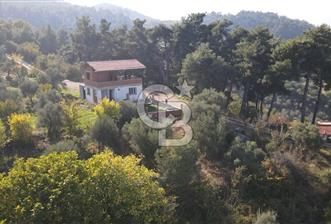 Yukarı Kızılcada 7.916 m2 içerisinde evi olan zeytinlik - 1 - 316974