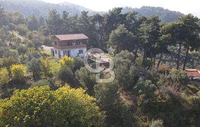 Yukarı Kızılcada 7.916 m2 içerisinde evi olan zeytinlik