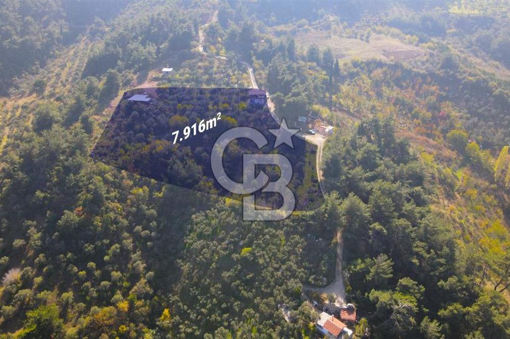 Yukarı Kızılcada 7.916 m2 içerisinde evi olan zeytinlik