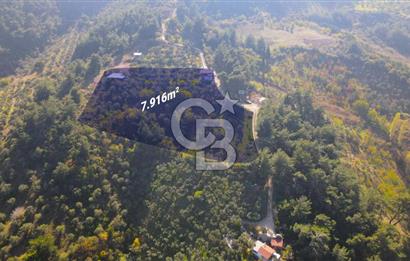 Yukarı Kızılcada 7.916 m2 içerisinde evi olan zeytinlik