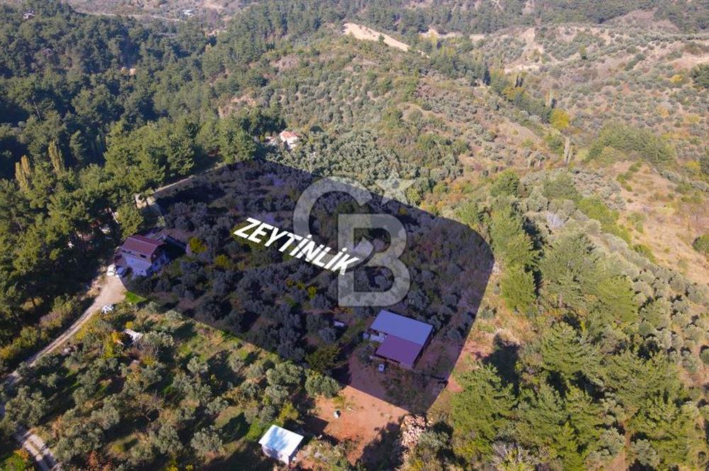 Yukarı Kızılcada 7.916 m2 içerisinde evi olan zeytinlik