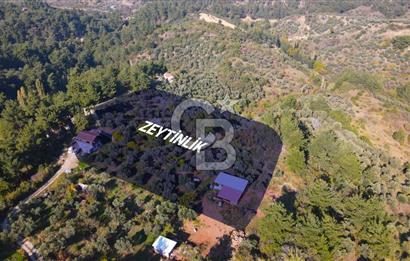 Yukarı Kızılcada 7.916 m2 içerisinde evi olan zeytinlik