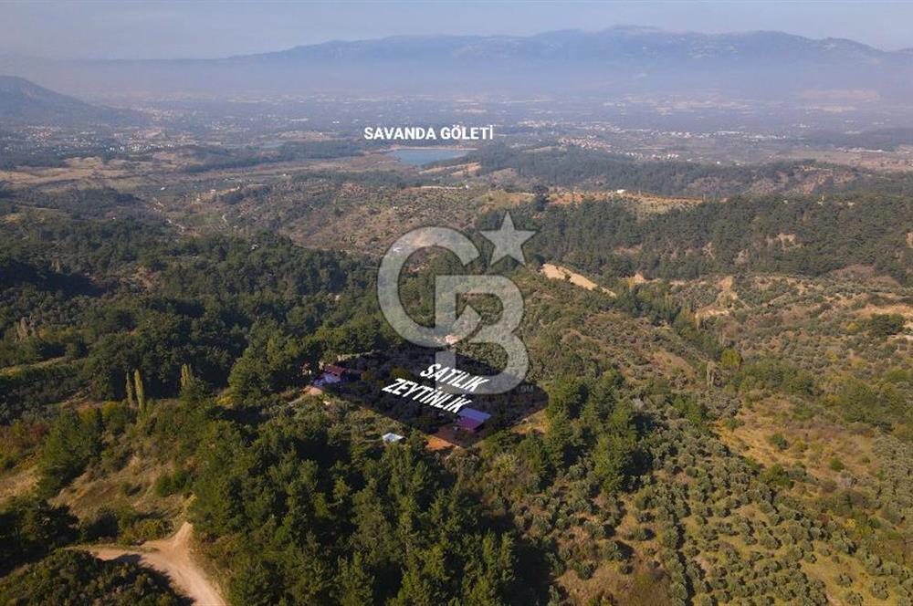 Yukarı Kızılcada 7.916 m2 içerisinde evi olan zeytinlik