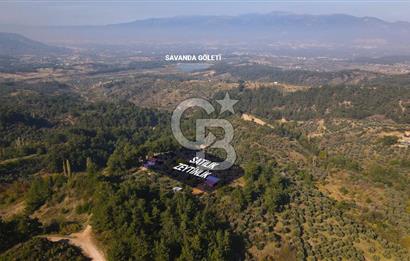 Yukarı Kızılcada 7.916 m2 içerisinde evi olan zeytinlik