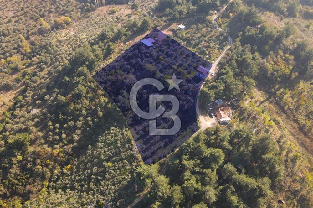 Yukarı Kızılcada 7.916 m2 içerisinde evi olan zeytinlik