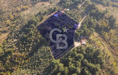 Yukarı Kızılcada 7.916 m2 içerisinde evi olan zeytinlik