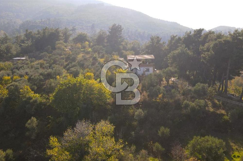 Yukarı Kızılcada 7.916 m2 içerisinde evi olan zeytinlik