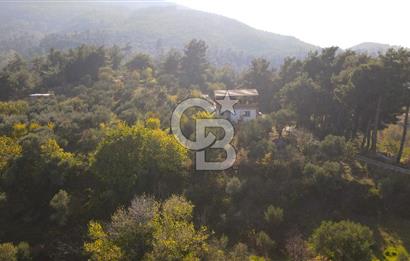 Yukarı Kızılcada 7.916 m2 içerisinde evi olan zeytinlik