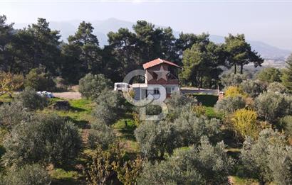 Yukarı Kızılcada 7.916 m2 içerisinde evi olan zeytinlik