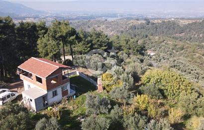 Yukarı Kızılcada 7.916 m2 içerisinde evi olan zeytinlik