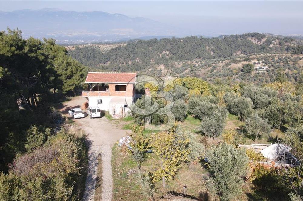 Yukarı Kızılcada 7.916 m2 içerisinde evi olan zeytinlik