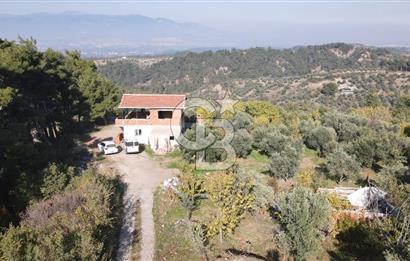 Yukarı Kızılcada 7.916 m2 içerisinde evi olan zeytinlik