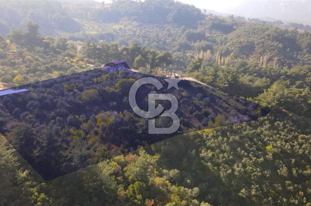 Yukarı Kızılcada 7.916 m2 içerisinde evi olan zeytinlik