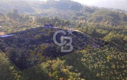 Yukarı Kızılcada 7.916 m2 içerisinde evi olan zeytinlik