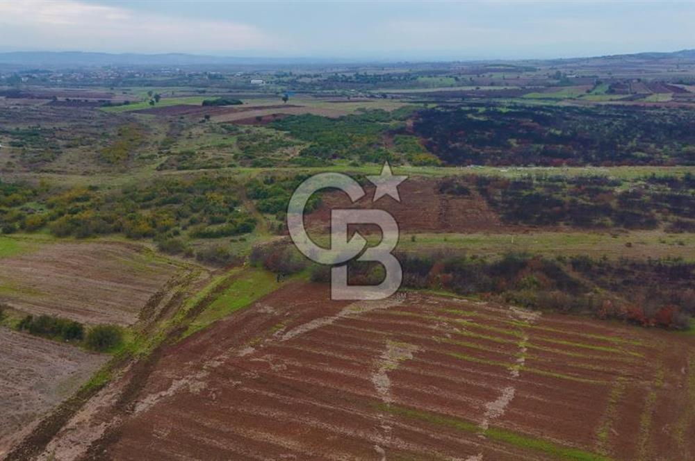 Çanakkale Biga Kocagür Köyünde Satılık 6.500 m2 Fırsat Tarla!!!
