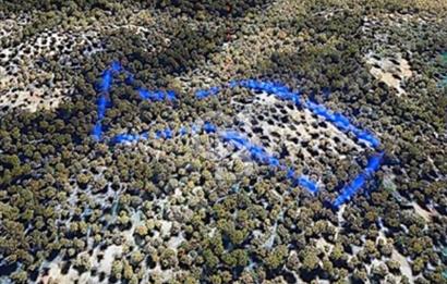 CB Odak'tan Bergama Zeytindağ'da satılık zeytinlik tarla 