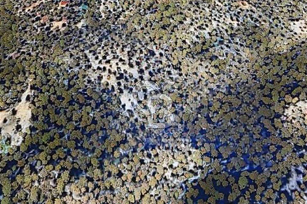 CB Odak'tan Bergama Zeytindağ'da satılık zeytinlik tarla 