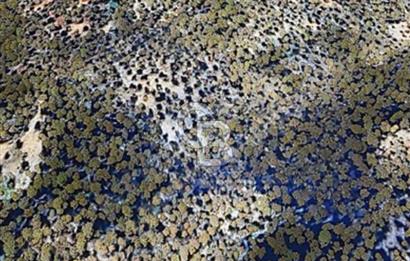 CB Odak'tan Bergama Zeytindağ'da satılık zeytinlik tarla 